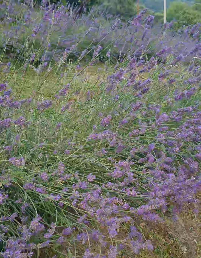 Tana Della Lavanda Holiday home Montefiorino