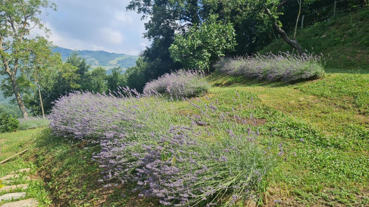 Tana Della Lavanda *